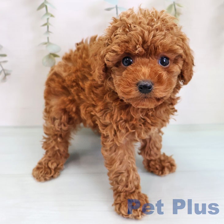 トイ・プードル