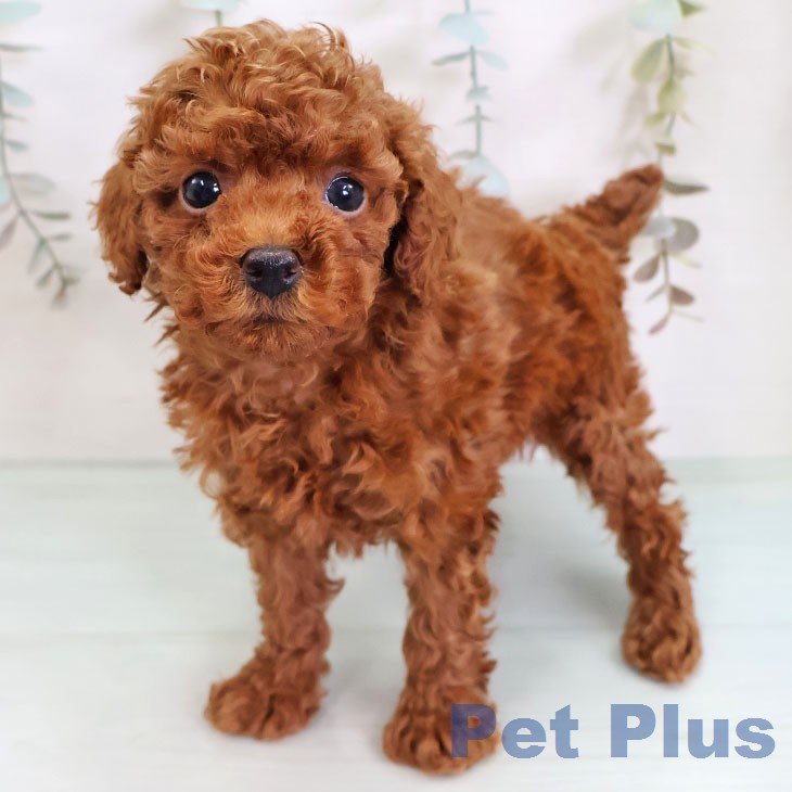 トイ・プードル