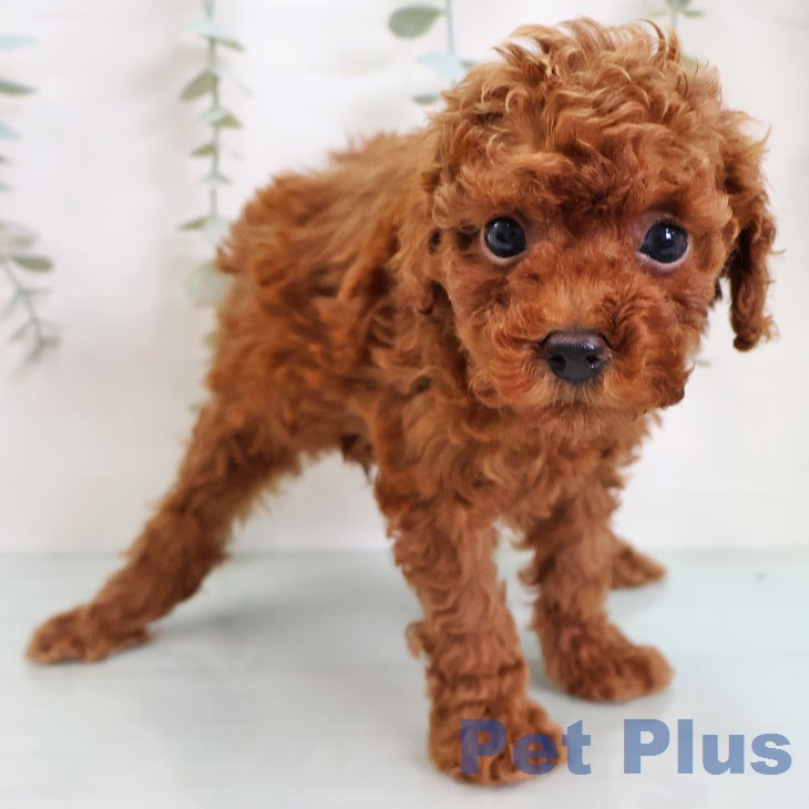 トイ・プードルの写真2