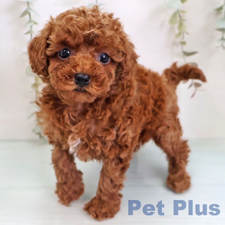 熊本県のトイプードル(トイ) (ペットプラス 熊本店/2026年2月18日生まれ/女の子/レッド)の子犬の1枚目の画像