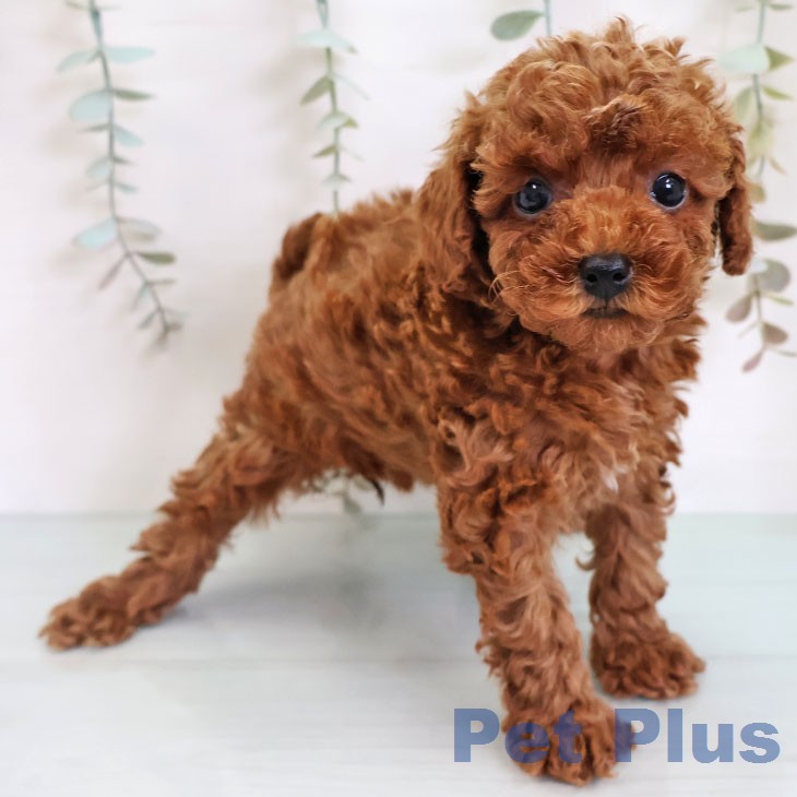 熊本県のトイプードル(トイ) (ペットプラス 熊本店/2026年2月18日生まれ/女の子/レッド)の子犬の2枚目の画像