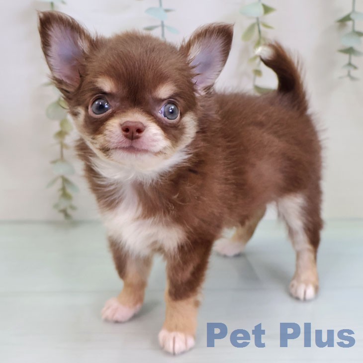 埼玉県のチワワ(ロング) (ペットプラス ピオニウォーク東松山店/2026年2月13日生まれ/男の子/チョコレートタンホワイト)の子犬の1枚目の画像