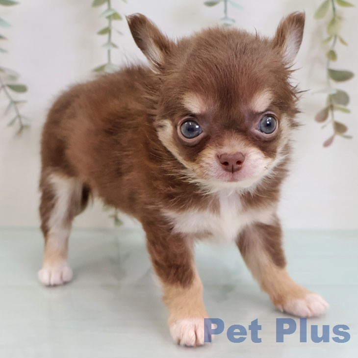 埼玉県のチワワ(ロング) (ペットプラス ピオニウォーク東松山店/2026年2月13日生まれ/男の子/チョコレートタンホワイト)の子犬の2枚目の画像