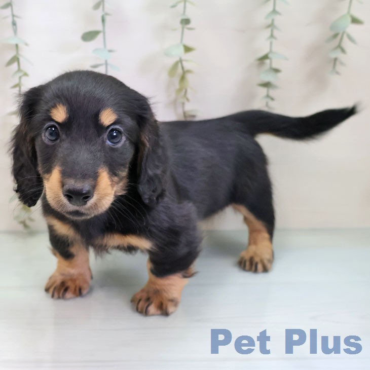 ミニチュア・ダックスフンドの写真2