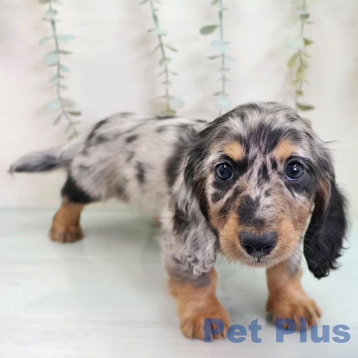 ミニチュア・ダックスフンドの写真2