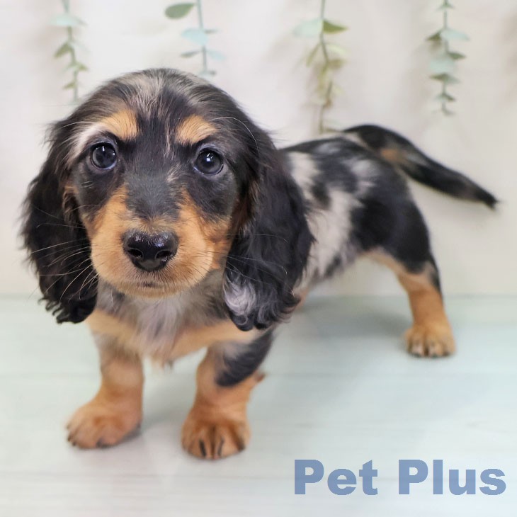 ミニチュア・ダックスフンド