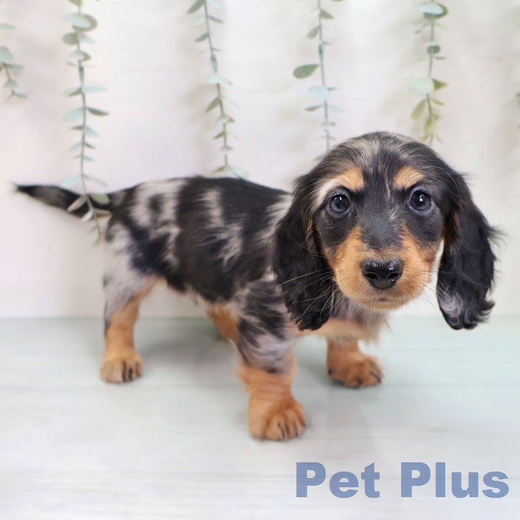 ミニチュア・ダックスフンドの写真2