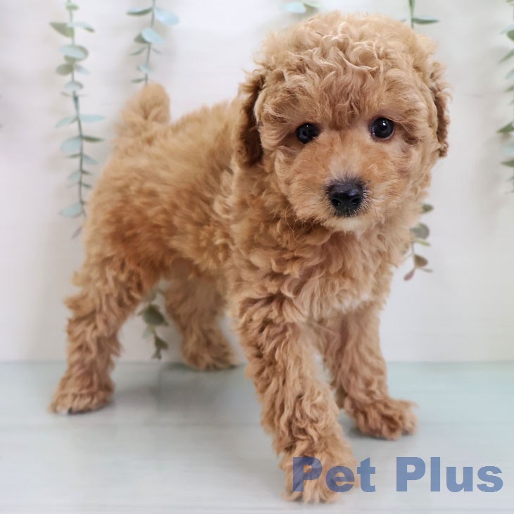 トイ・プードル