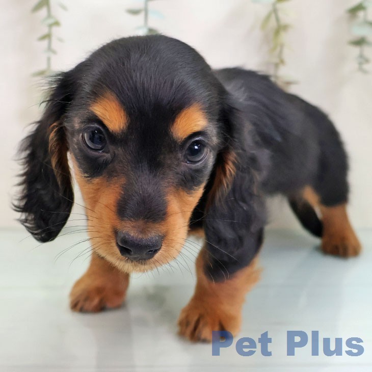 ミニチュア・ダックスフンドの写真2