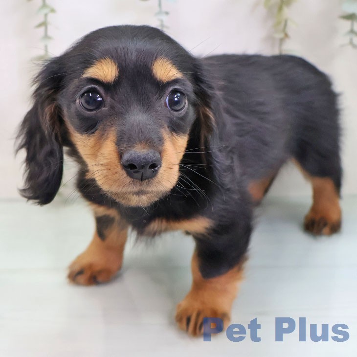 ミニチュア・ダックスフンド