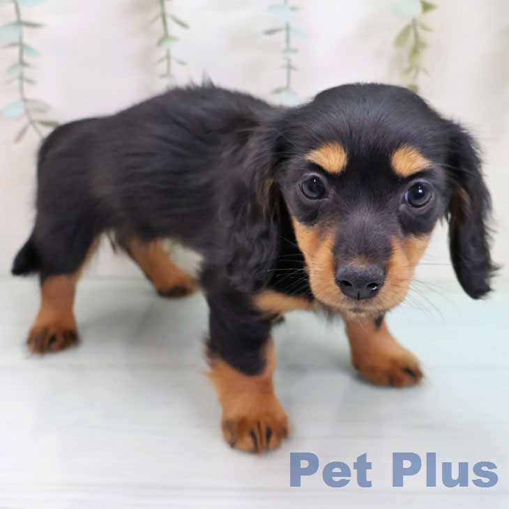 ミニチュア・ダックスフンドの写真2