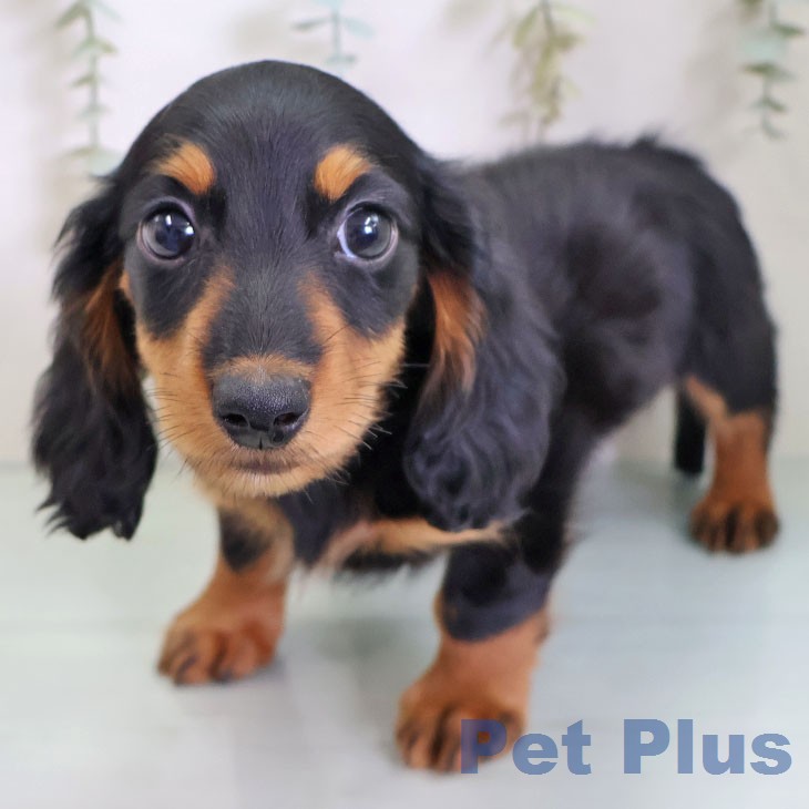 茨城県のミニチュアダックスフンド(ロング) (ペッツワン 古河店/2026年2月5日生まれ/男の子/ブラックタン)の子犬の1枚目の画像