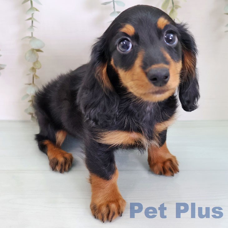 茨城県のミニチュアダックスフンド(ロング) (ペッツワン 古河店/2026年2月5日生まれ/男の子/ブラックタン)の子犬の2枚目の画像