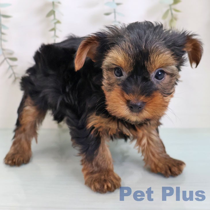 ヨークシャー・テリア