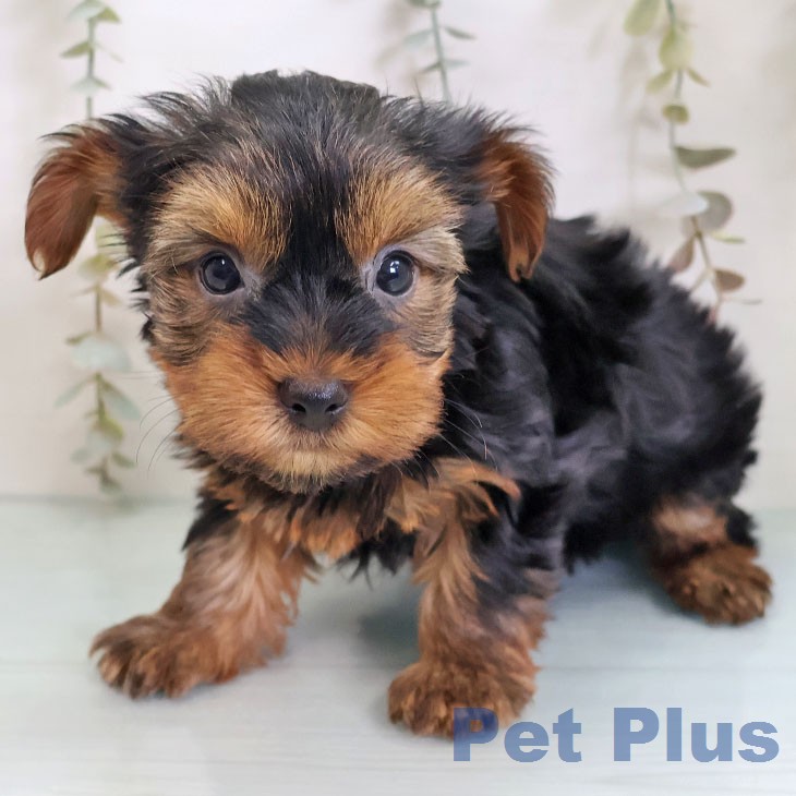 ヨークシャー・テリアの写真2