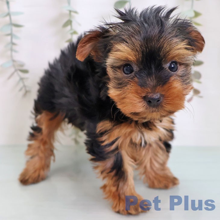 ヨークシャー・テリアの写真2