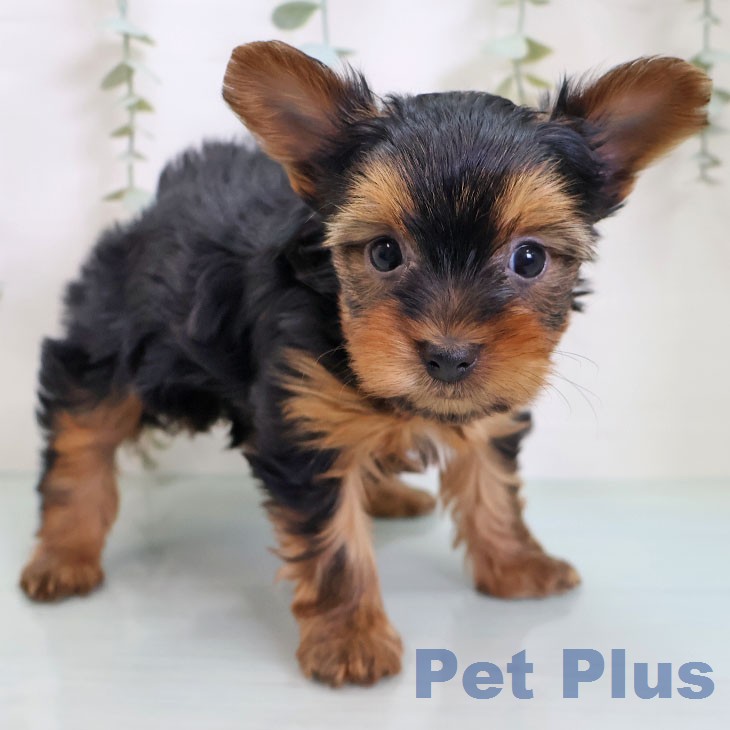 ヨークシャー・テリア