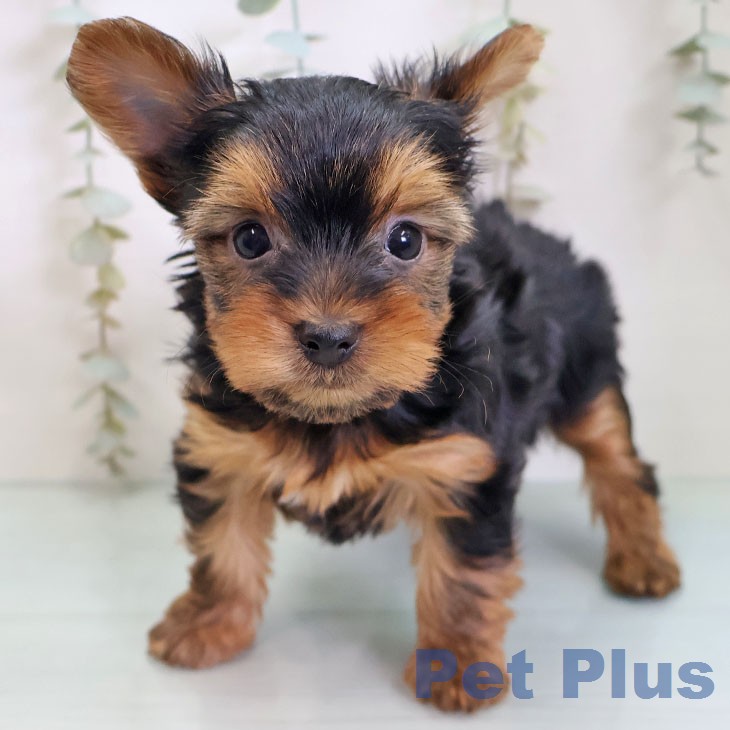 ヨークシャー・テリアの写真2