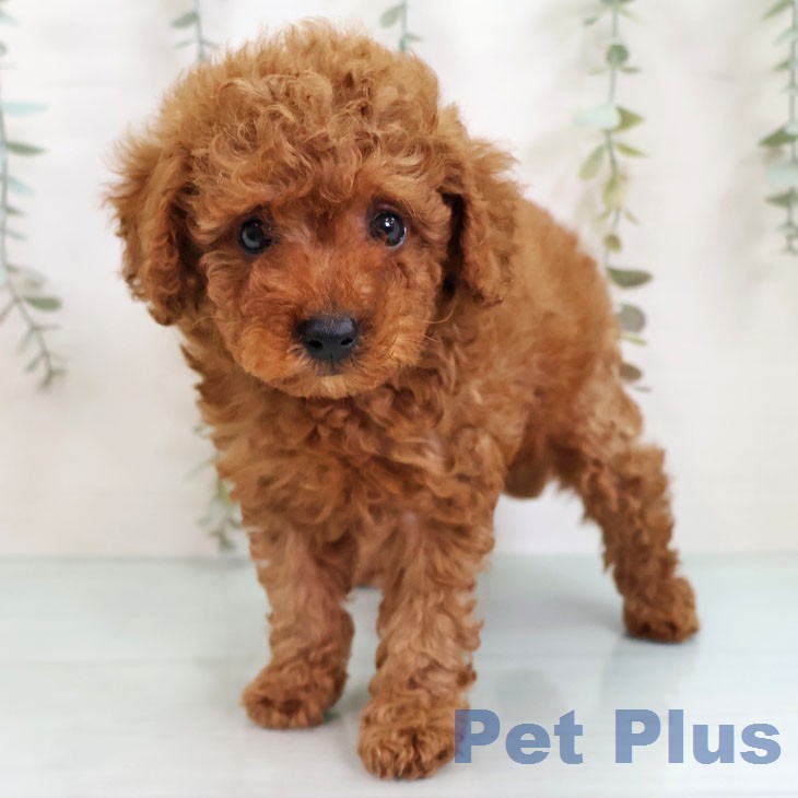 茨城県のトイプードル(トイ) (ペットプラス つくば店/2026年2月18日生まれ/男の子/レッド)の子犬