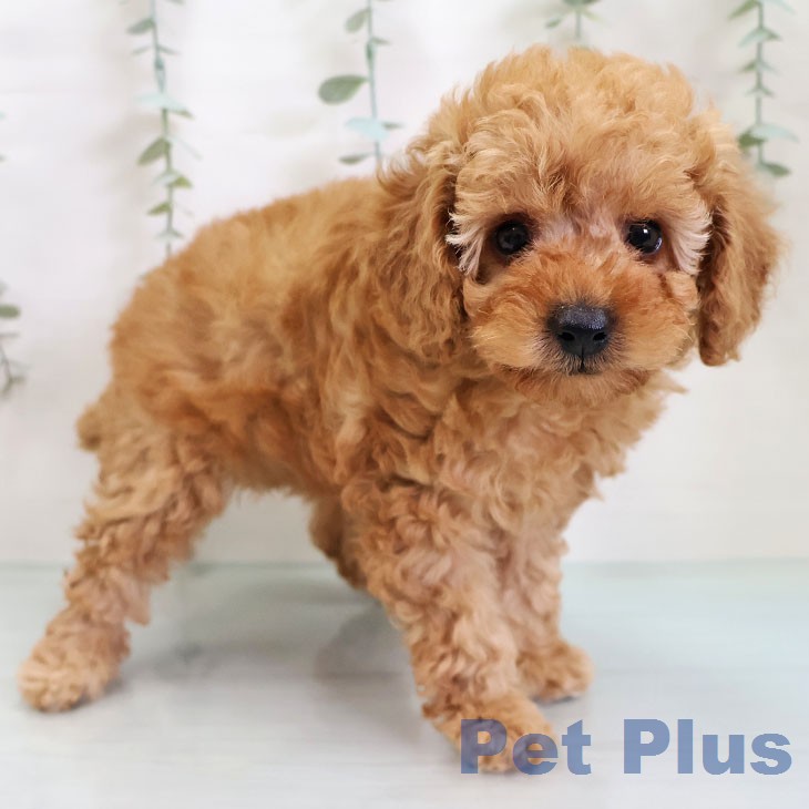 福岡県のトイプードル(トイ) (ペットプラス 香椎浜店/2026年2月18日生まれ/女の子/アプリコット)の子犬の1枚目の画像