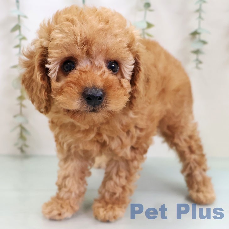 福岡県のトイプードル(トイ) (ペットプラス 香椎浜店/2026年2月18日生まれ/女の子/アプリコット)の子犬の2枚目の画像