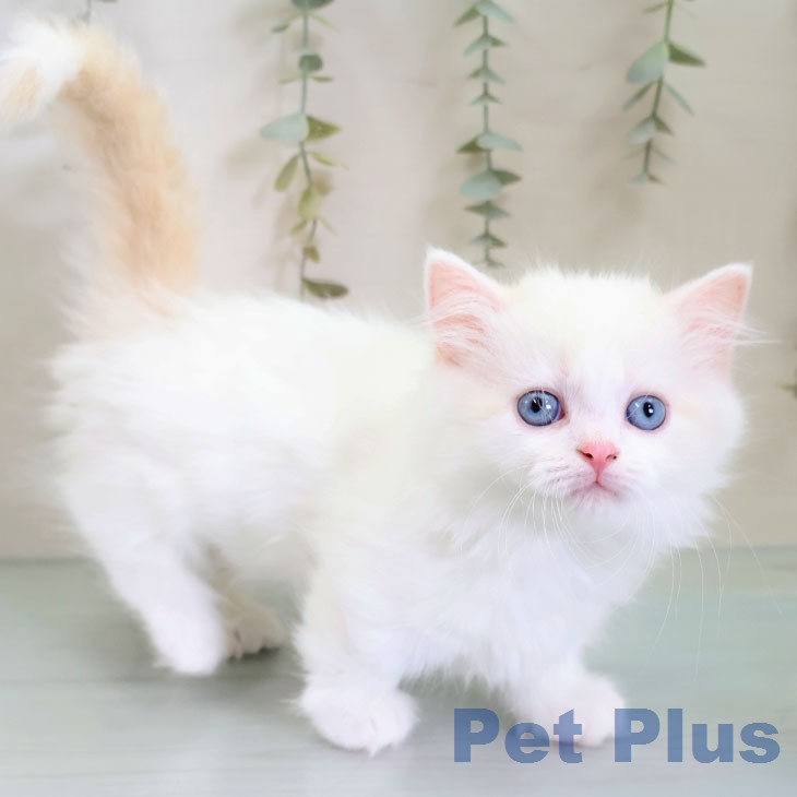 マンチカンの写真2