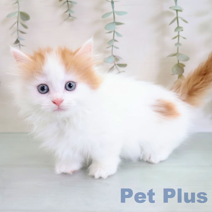 マンチカンの写真2