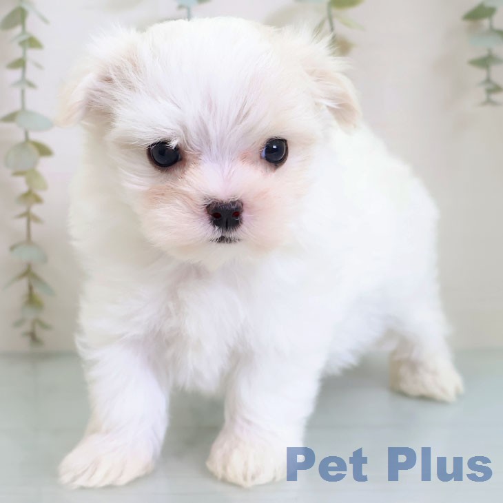 マルチーズの写真2