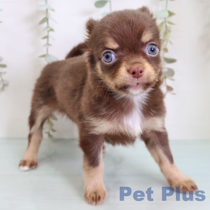 埼玉県のチワワ(ロング) (ペットプラス ららぽーと富士見店/2026年2月19日生まれ/男の子/チョコレートタンホワイト)の子犬の1枚目の画像