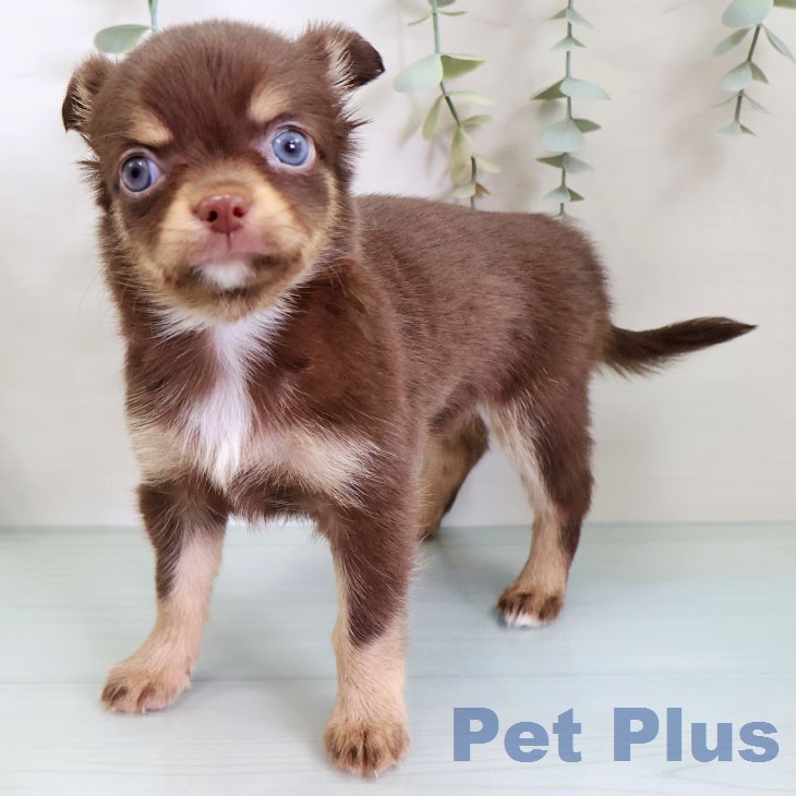 埼玉県のチワワ(ロング) (ペットプラス ららぽーと富士見店/2026年2月19日生まれ/男の子/チョコレートタンホワイト)の子犬の2枚目の画像