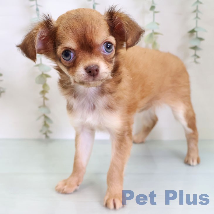千葉県のチワワ(ロング) (ペッツワン 千葉ニュータウン店/2026年2月19日生まれ/女の子/チョコレートフォーン)の子犬の1枚目の画像