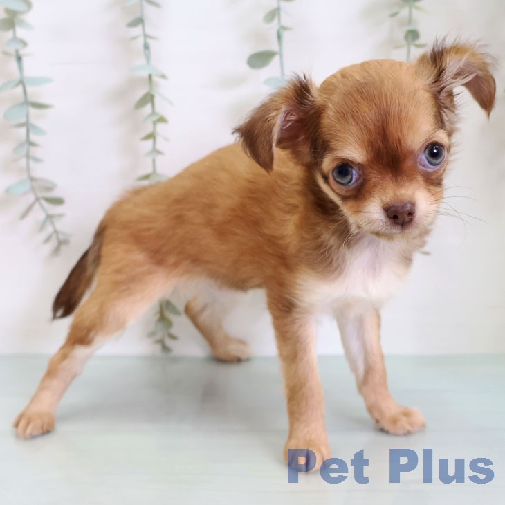 千葉県のチワワ(ロング) (ペッツワン 千葉ニュータウン店/2026年2月19日生まれ/女の子/チョコレートフォーン)の子犬の2枚目の画像