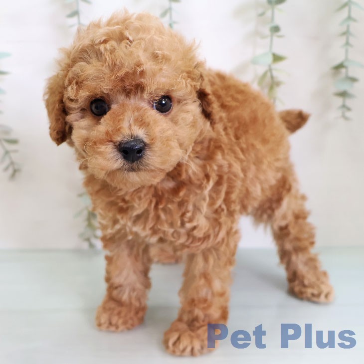 福岡県のトイプードル(トイ) (ペットプラス 八幡東店/2026年2月19日生まれ/男の子/アプリコット)の子犬の1枚目の画像