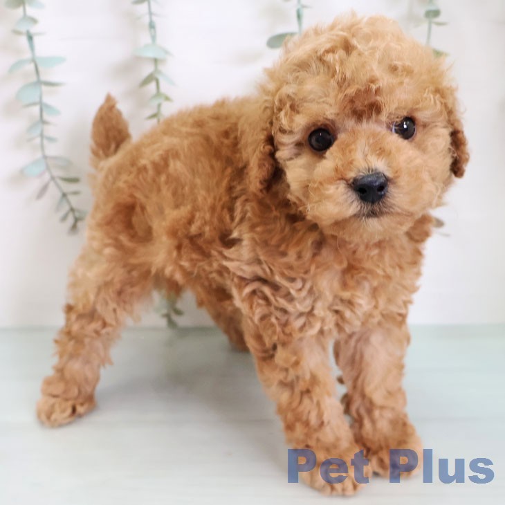 福岡県のトイプードル(トイ) (ペットプラス 八幡東店/2026年2月19日生まれ/男の子/アプリコット)の子犬の2枚目の画像