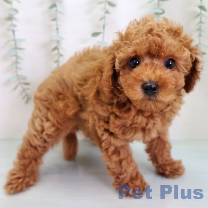 トイ・プードル