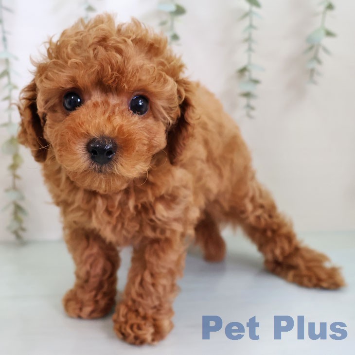 トイ・プードルの写真2