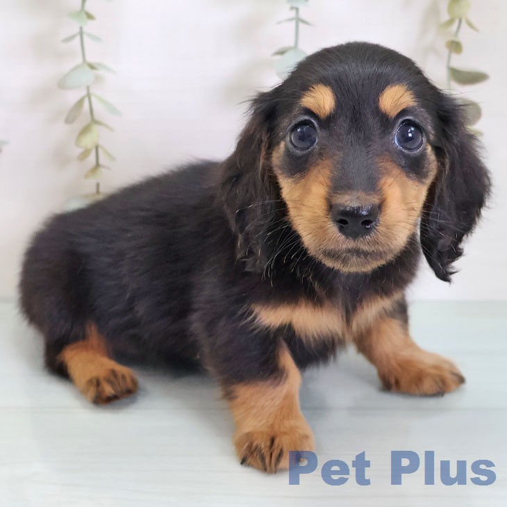 ミニチュア・ダックスフンド