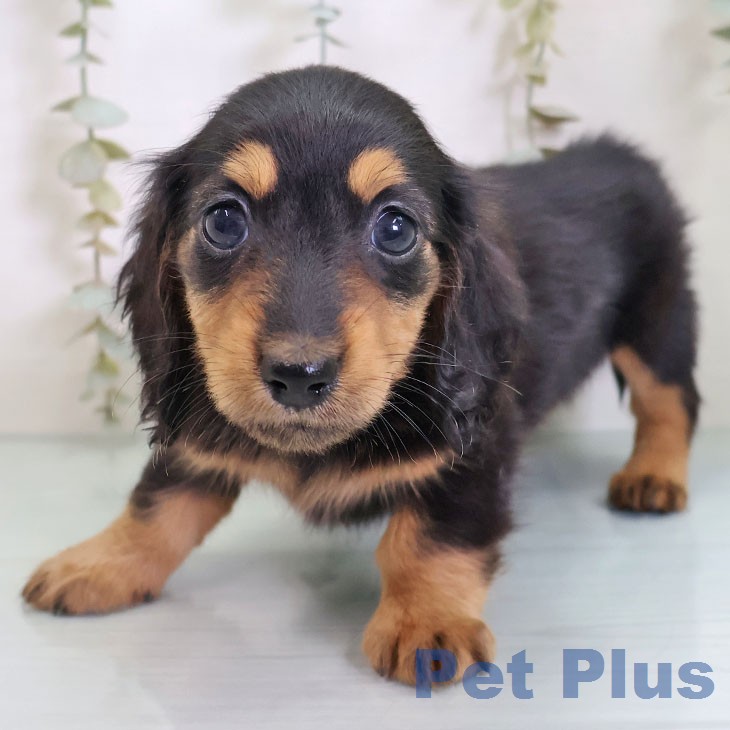ミニチュア・ダックスフンドの写真2