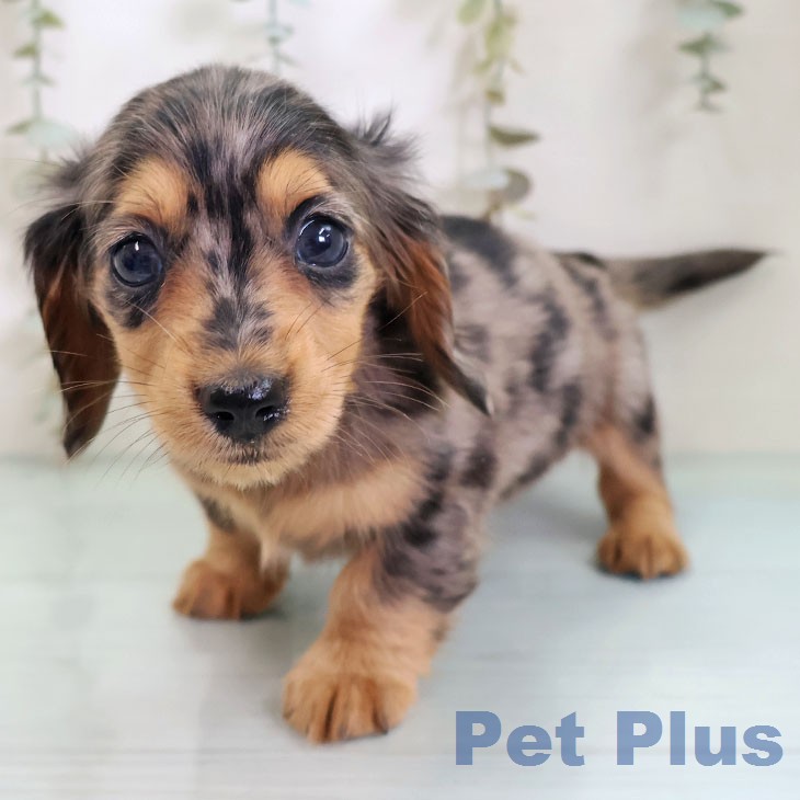 東京都のミニチュアダックスフンド(ロング) (ペットプラス 大井町トラックス店/2026年2月18日生まれ/女の子/シルバーダップル)の子犬の1枚目の画像