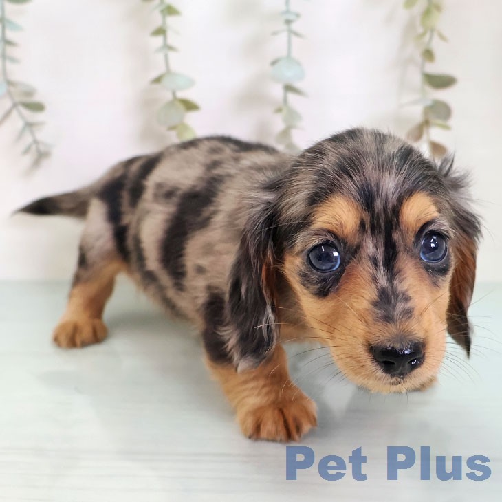 東京都のミニチュアダックスフンド(ロング) (ペットプラス 大井町トラックス店/2026年2月18日生まれ/女の子/シルバーダップル)の子犬の2枚目の画像