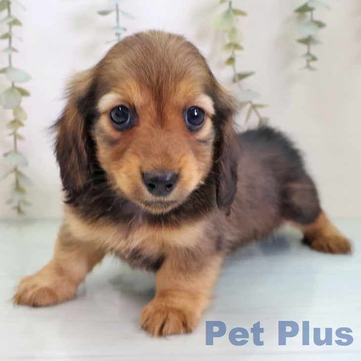 神奈川県のミニチュアダックスフンド(ロング) (ペットプラス テラスモール湘南店/2026年2月19日生まれ/女の子/シェーデットレッド)の子犬の1枚目の画像