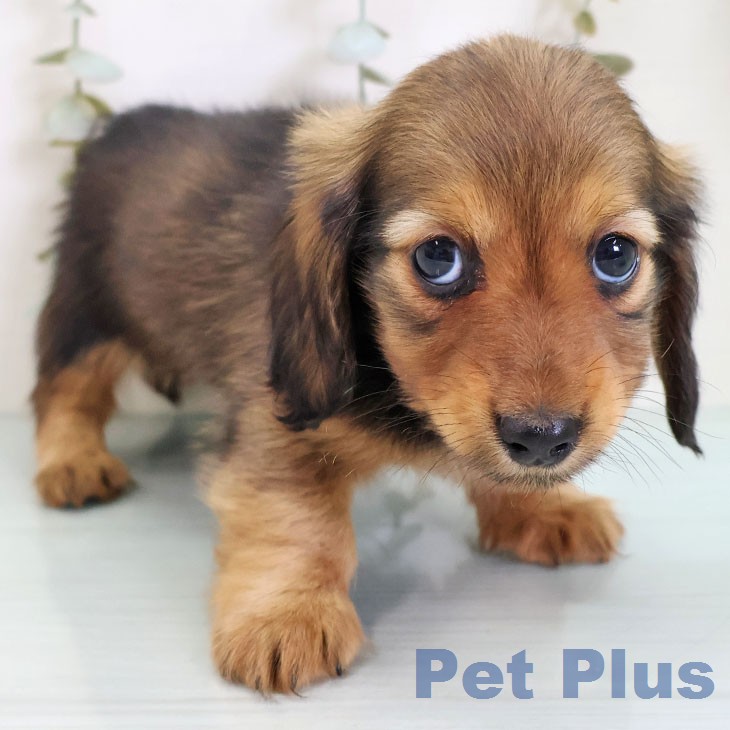 神奈川県のミニチュアダックスフンド(ロング) (ペットプラス テラスモール湘南店/2026年2月19日生まれ/女の子/シェーデットレッド)の子犬の2枚目の画像