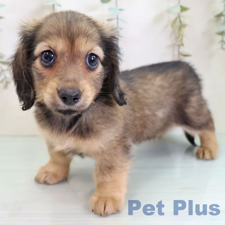 東京都のミニチュアダックスフンド(ロング) (ペットプラス むさし村山店/2026年2月19日生まれ/女の子/シェーデットイエロー)の子犬の1枚目の画像