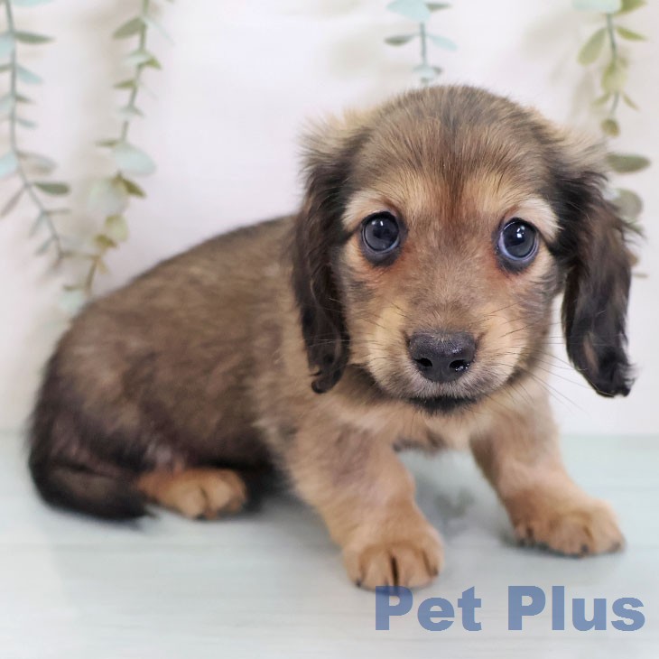 東京都のミニチュアダックスフンド(ロング) (ペットプラス むさし村山店/2026年2月19日生まれ/女の子/シェーデットイエロー)の子犬の2枚目の画像