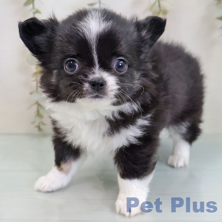 埼玉県のチワワ(ロング) (ペッツワン 吉川美南店/2026年2月19日生まれ/男の子/ブラックタンホワイト)の子犬の1枚目の画像