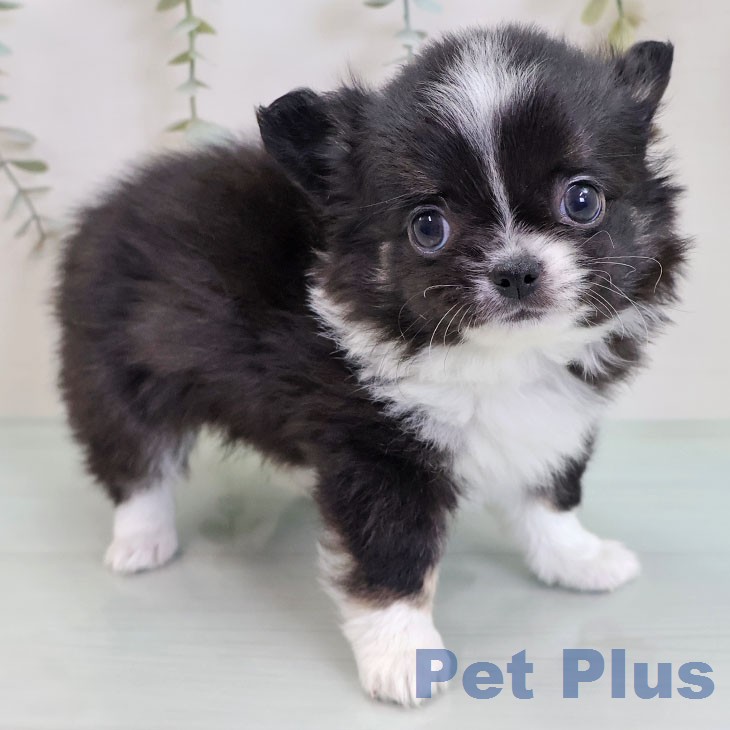 埼玉県のチワワ(ロング) (ペッツワン 吉川美南店/2026年2月19日生まれ/男の子/ブラックタンホワイト)の子犬の2枚目の画像