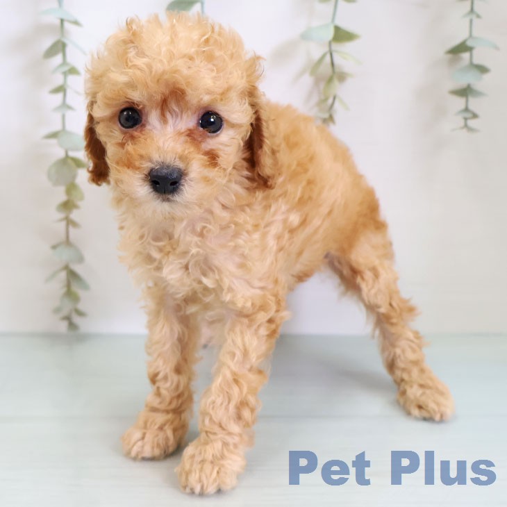 神奈川県のトイプードル(トイ) (ペットプラス ビアレ横浜店/2026年2月18日生まれ/男の子/アプリコット)の子犬の1枚目の画像