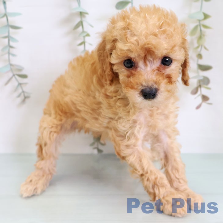 神奈川県のトイプードル(トイ) (ペットプラス ビアレ横浜店/2026年2月18日生まれ/男の子/アプリコット)の子犬の2枚目の画像