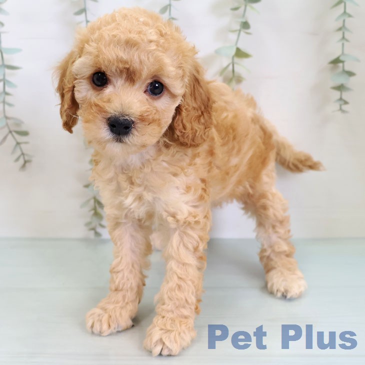 トイ・プードル