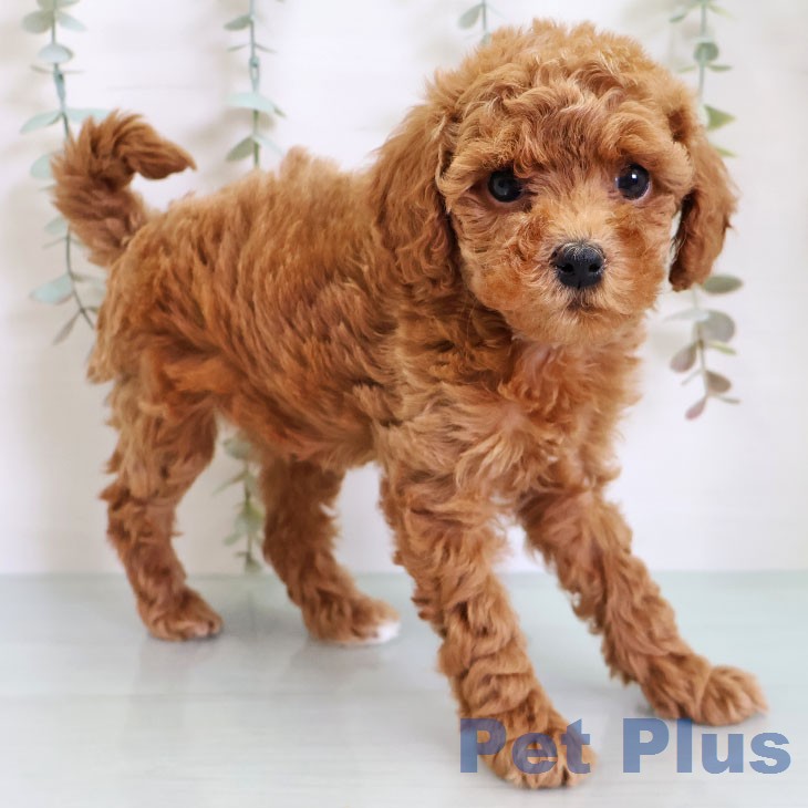 福岡県のトイプードル(トイ) (ペットプラス MARK IS 福岡ももち店/2026年2月18日生まれ/女の子/レッド)の子犬の1枚目の画像